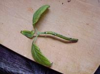 Salvia divinorum - Vom Steckling zur Pflanze 3