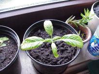 Salvia divinorum - Vom Steckling zur Pflanze 4