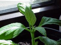 Salvia divinorum - Vom Steckling zur Pflanze 6