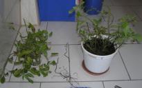 Salvia divinorum - Verdopplung 1