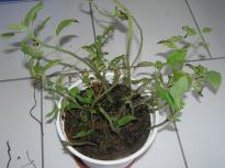 Salvia divinorum - Verdopplung 2