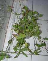 Salvia divinorum - Verdopplung 3