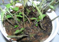 Salvia divinorum - Verdopplung 4