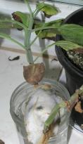 Salvia divinorum - Jiffy Steckling 2