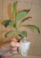 Salvia divinorum - Jiffy Steckling 4