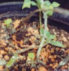 Salvia divinorum - New Life 2