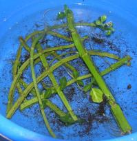 Salvia divinorum - Wurzelbildung an alten Stammstückchen 1