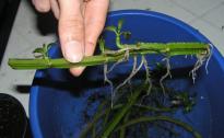 Salvia divinorum - Wurzelbildung an alten Stammstückchen 2