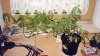 Salvia divinorum - The Natural Way