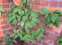 Salvia divinorum - Balkonpflanzen 2
