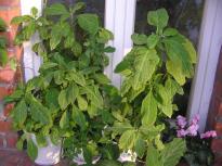 Salvia divinorum - Balkonpflanzen 3