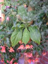 Salvia divinorum - Balkonpflanzen 4