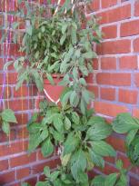 Salvia divinorum - Balkonpflanzen 5