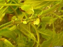 Salvia divinorum - Gewellter Stamm 1