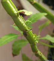 Salvia divinorum - Gewellter Stamm 2