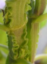 Salvia divinorum - Gewellter Stamm 3