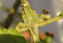 Salvia divinorum - start to flower?