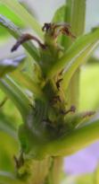 Salvia divinorum - Wachstumsspitzen