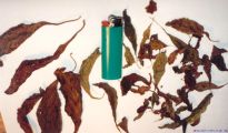 Salvia divinorum - Colorful Collection