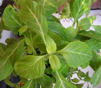 Salvia divinorum - Outdoor Salvia 3