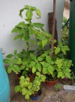 Salvia divinorum - Outdoor im Garten