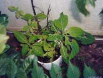 Salvia divinorum - Outdoor Salvia 1