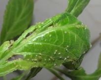 Salvia divinorum - Blattläuse 2