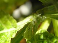 Salvia divinorum - Blattläuse 3