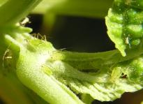 Salvia divinorum - Blattläuse 5