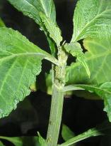 Salvia divinorum - Blattläuse 7