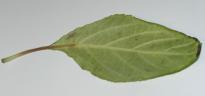 Salvia divinorum - Brown leaf stem 2