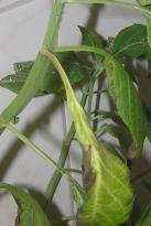 Salvia divinorum - Brown leaf stem 3