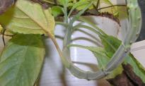 Salvia divinorum - Brauner Blattstängel 5