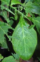 Salvia divinorum - Caterpillar 1