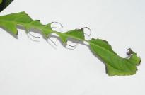 Salvia divinorum - Raupen 2