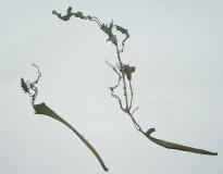 Salvia divinorum - Raupen 3