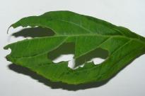 Salvia divinorum - Raupen 4
