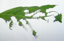 Salvia divinorum - Caterpillar 5