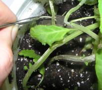 Salvia divinorum - Abgefallene Blätter entfernen