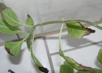Salvia divinorum - Rote Stiele 1