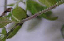 Salvia divinorum - Rote Stiele 2