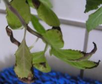 Salvia divinorum - Red stem 3