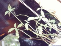 Salvia divinorum - Black spots