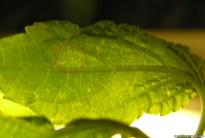 Salvia divinorum - Spinnenmilben Frassstelle