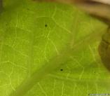Salvia divinorum - Spidermites 2