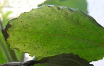 Salvia divinorum - schwerer Spinnenmilben Befall 0