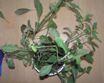 Salvia divinorum - schwerer Spinnenmilben Befall 1