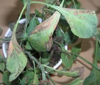 Salvia divinorum - schwerer Spinnenmilben Befall 2