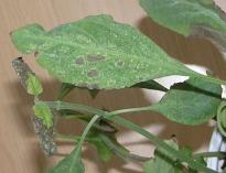 Salvia divinorum - schwerer Spinnenmilben Befall 4