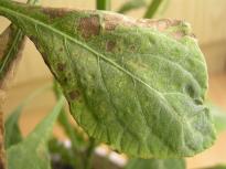 Salvia divinorum - schwerer Spinnenmilben Befall 5